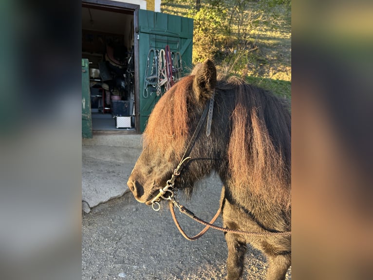 Ponis Shetland Caballo castrado 17 años 111 cm Negro in Gratwein-Straßengel