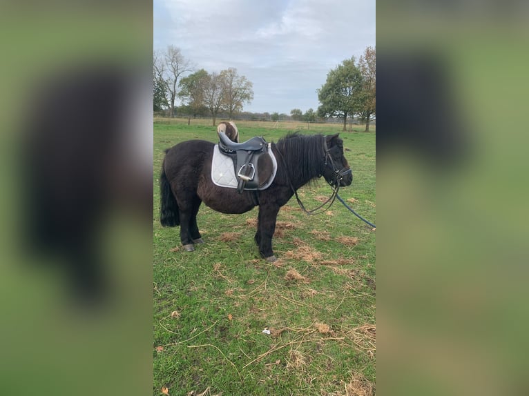 Ponis Shetland Caballo castrado 19 años 110 cm Negro in Klein Offenseth-Sparrieshoop