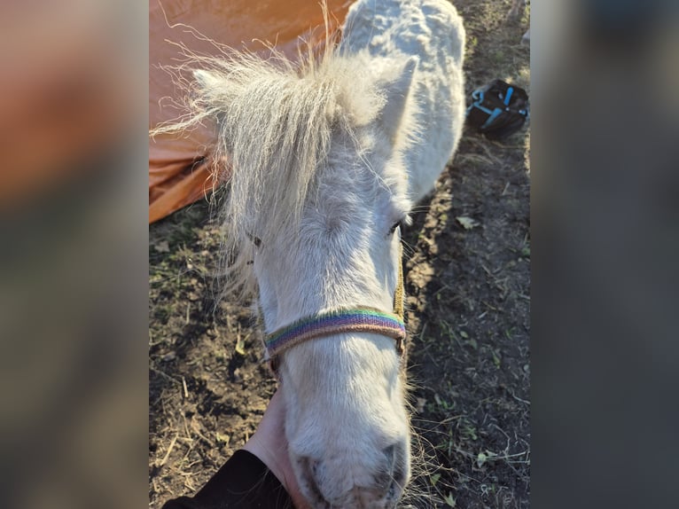 Ponis Shetland Caballo castrado 19 años 85 cm in Ecklak