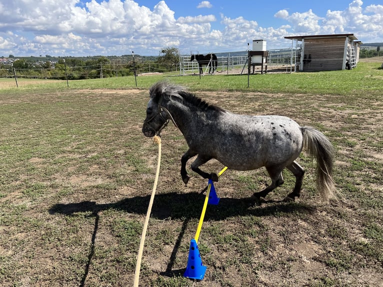 Ponis Shetland Caballo castrado 19 años 90 cm Atigrado/Moteado in Rastatt