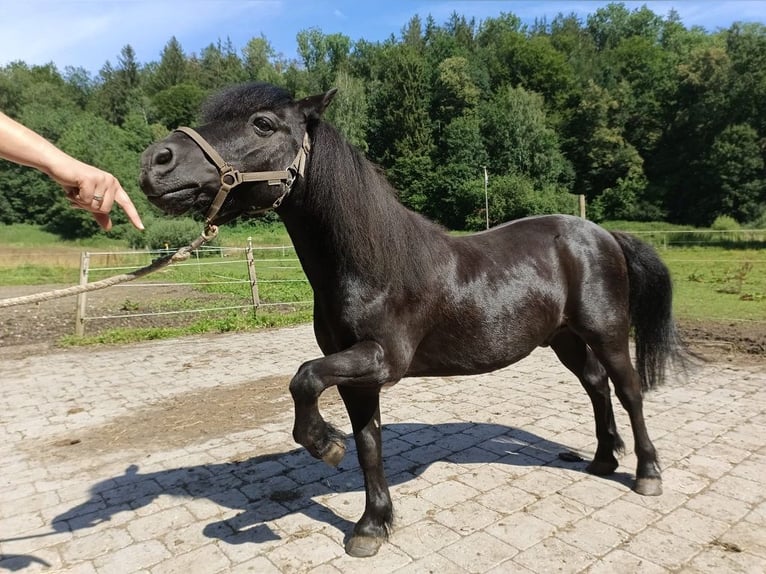 Ponis Shetland Caballo castrado 19 años 95 cm Negro in Bobingen