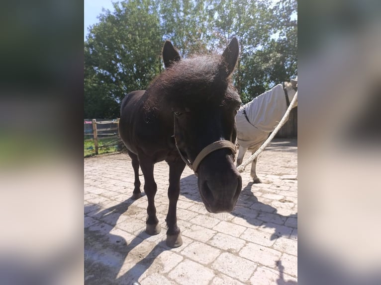 Ponis Shetland Caballo castrado 19 años 95 cm Negro in Bobingen