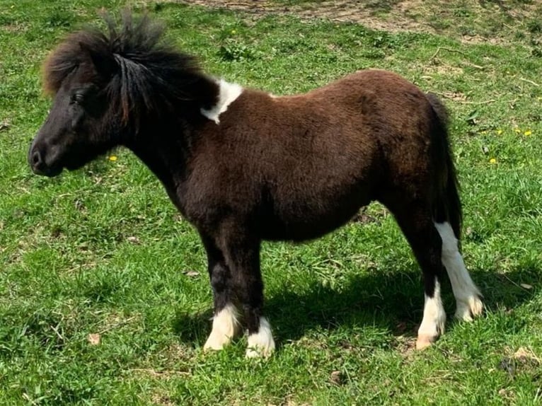 Ponis Shetland Caballo castrado 1 año 100 cm Pío in Riegersburg