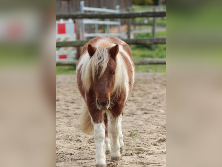 Ponis Shetland Caballo castrado 1 año 98 cm Pío in Hamburg Lemsahl-Mellingstedt