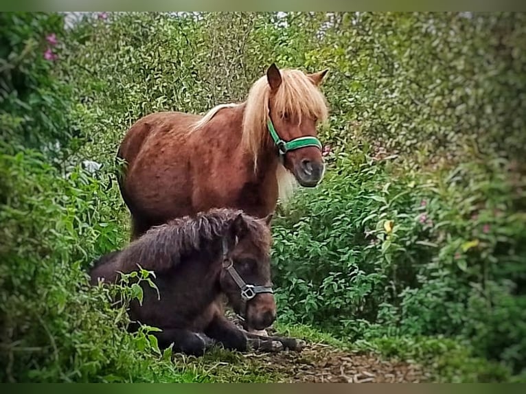 Ponis Shetland Caballo castrado 1 año in SulzbergSulzberg