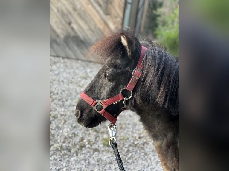 Ponis Shetland Caballo castrado 20 años 100 cm Negro in Häselgehr