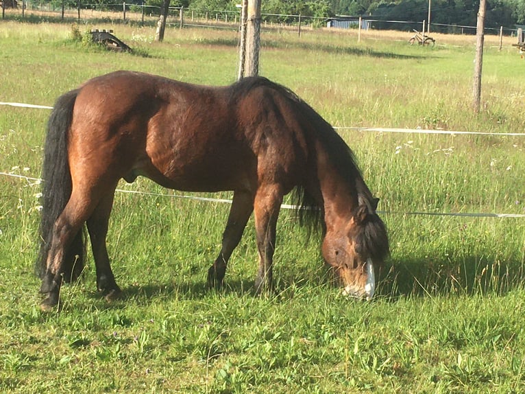 Ponis Shetland Mestizo Caballo castrado 20 años 113 cm Castaño in Wadern