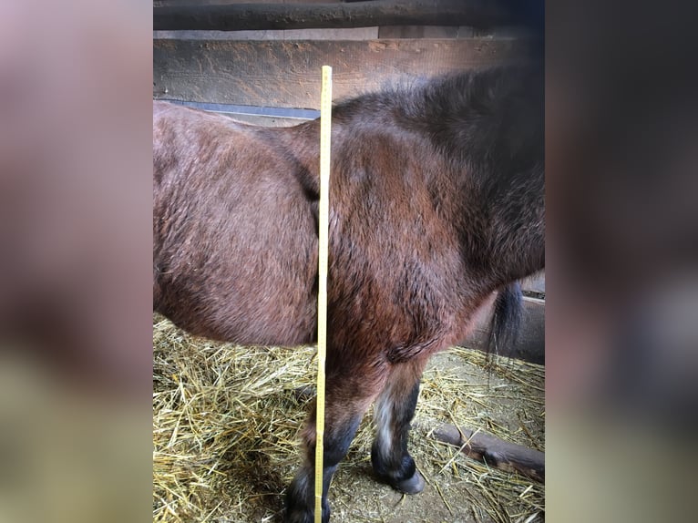 Ponis Shetland Mestizo Caballo castrado 20 años 113 cm Castaño in Wadern