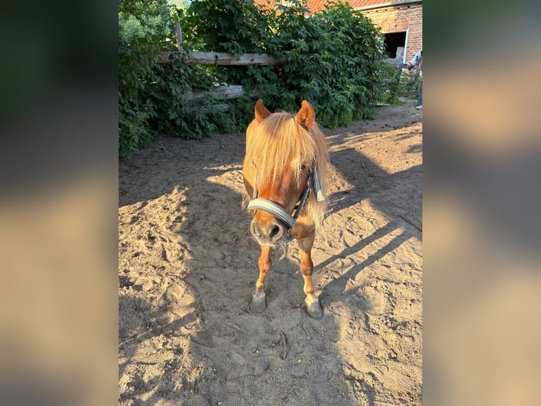Ponis Shetland Caballo castrado 20 años 93 cm Castaño in wakendorf