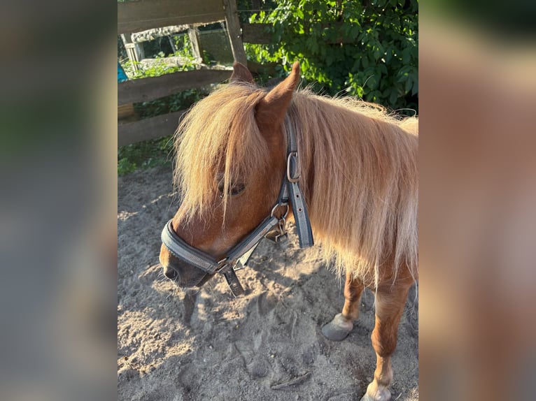 Ponis Shetland Caballo castrado 20 años 93 cm Castaño in wakendorf
