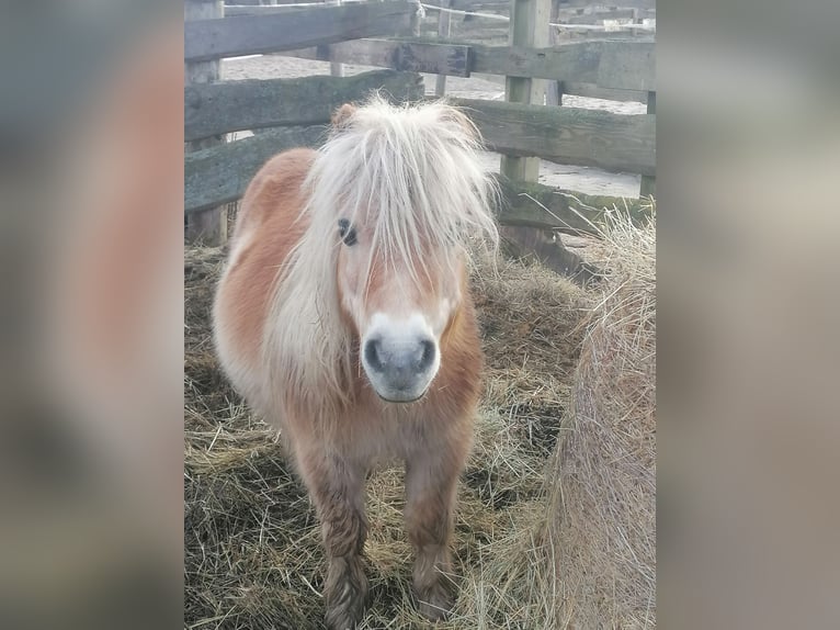 Ponis Shetland Caballo castrado 21 años 94 cm in Kremmen