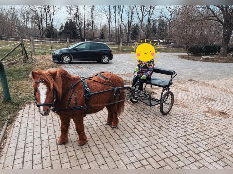 Ponis Shetland Caballo castrado 22 años 90 cm Alazán in Ballenstedt