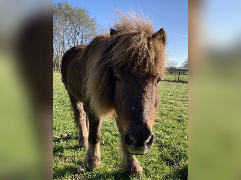 Ponis Shetland Mestizo Caballo castrado 23 años 108 cm Alazán-tostado in Schwanewede