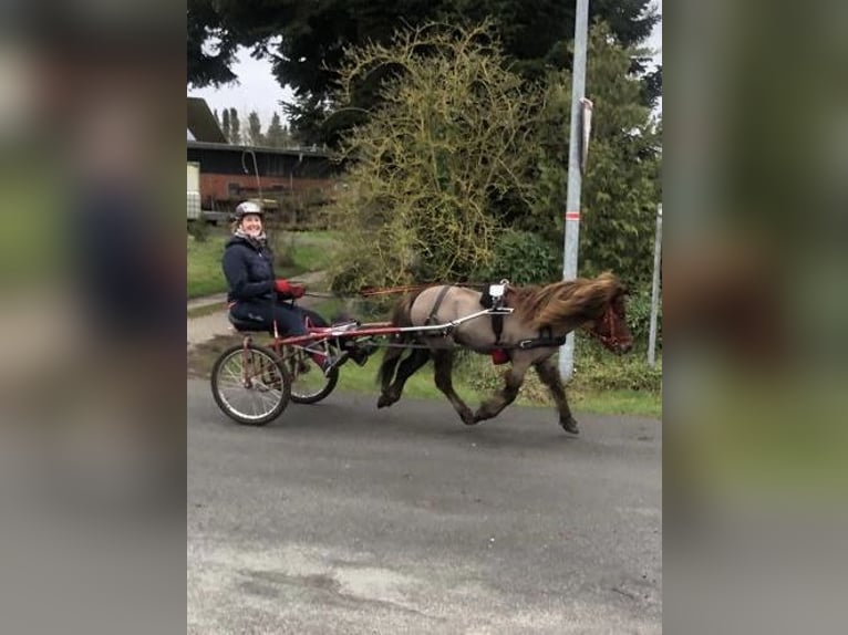 Ponis Shetland Mestizo Caballo castrado 23 años 108 cm Alazán-tostado in Schwanewede