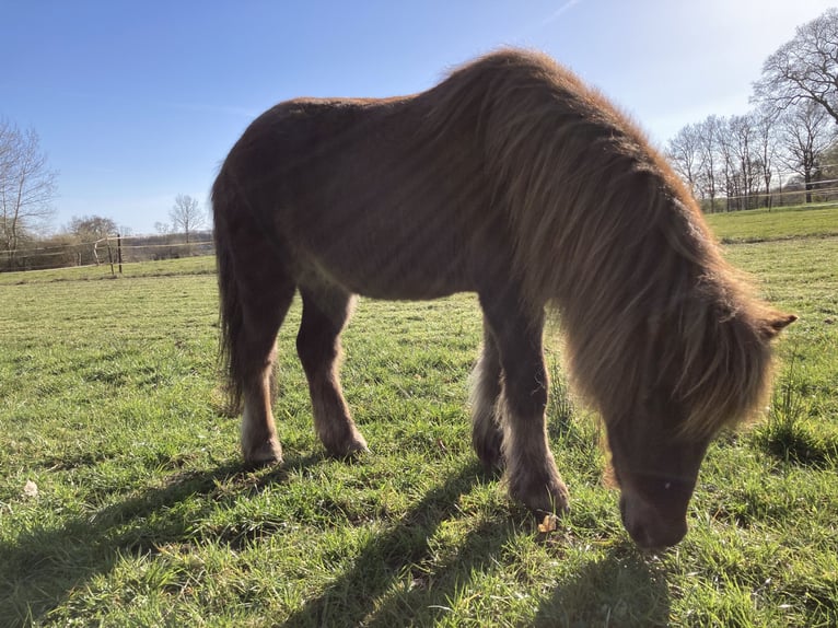 Ponis Shetland Mestizo Caballo castrado 23 años 108 cm Alazán-tostado in Schwanewede