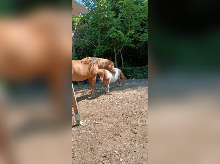 Ponis Shetland Caballo castrado 23 años 87 cm Pío in Augsburg