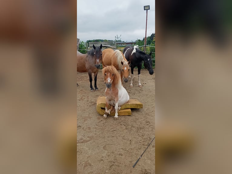Ponis Shetland Caballo castrado 23 años 87 cm Pío in Augsburg