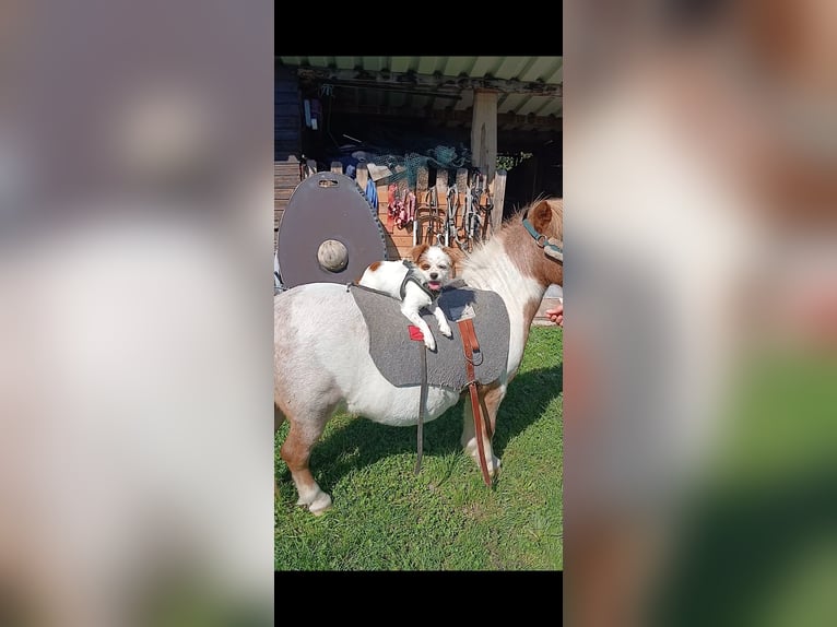 Ponis Shetland Caballo castrado 23 años 87 cm Pío in Augsburg