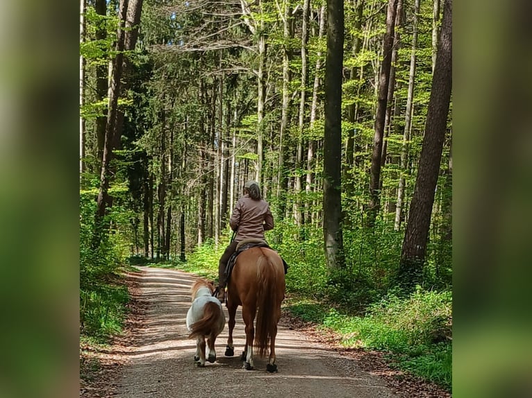 Ponis Shetland Caballo castrado 23 años 87 cm Pío in Augsburg