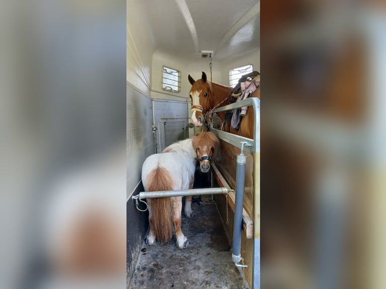 Ponis Shetland Caballo castrado 23 años 87 cm Pío in Augsburg