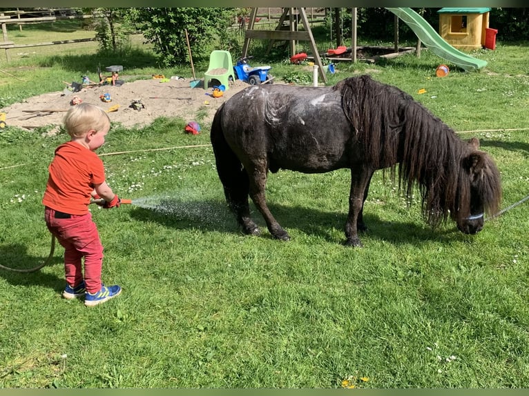 Ponis Shetland Caballo castrado 25 años 90 cm Negro in Ladbergen