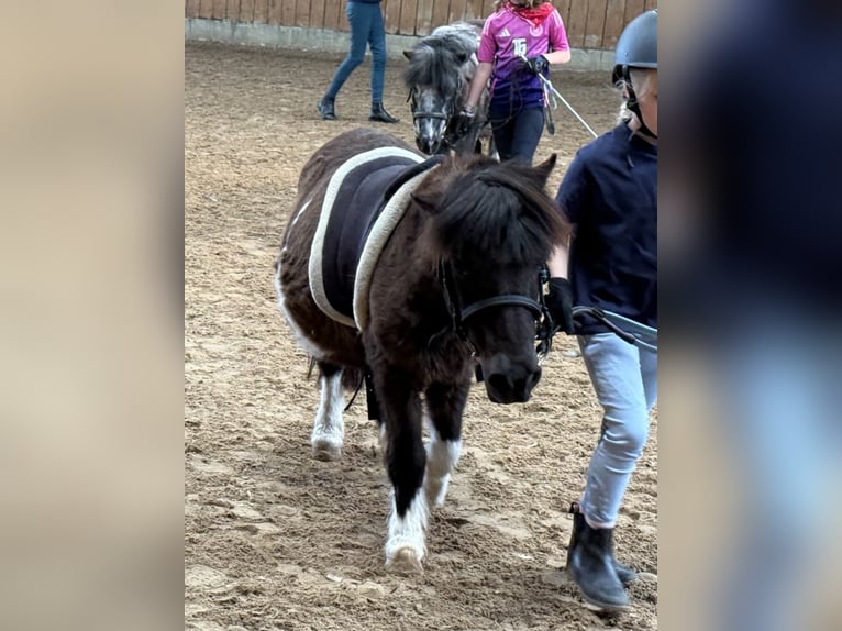 Ponis Shetland Caballo castrado 27 años 92 cm Pío in D&#xF6;tlingen