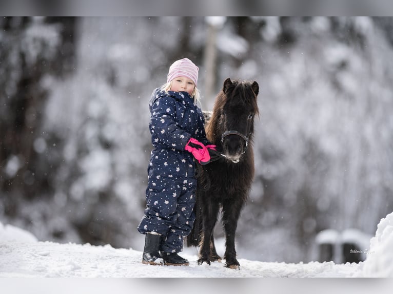 Ponis Shetland Caballo castrado 2 años 100 cm Atigrado/Moteado in Scheffau am Wilden Kaiser