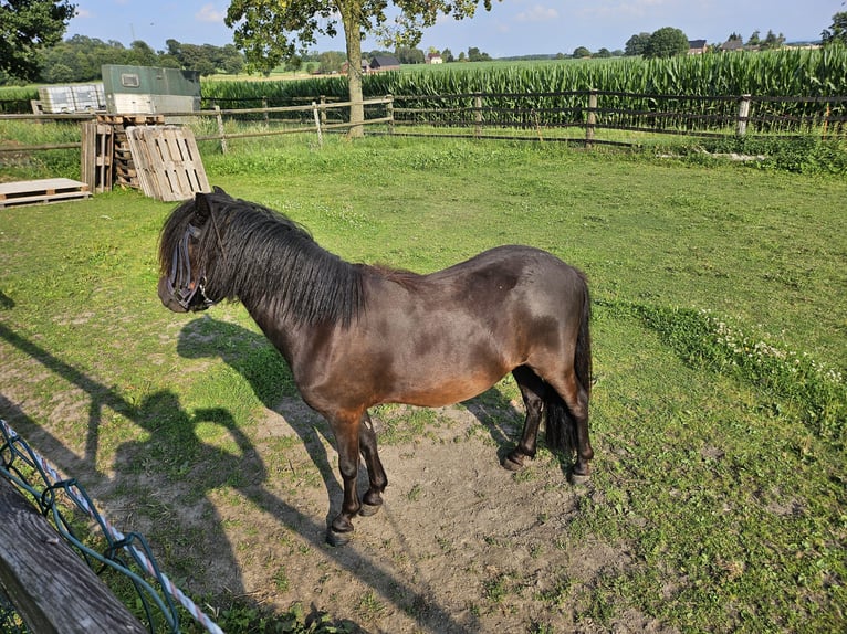 Ponis Shetland Caballo castrado 2 años 108 cm Negro in Werne