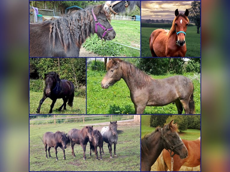 Ponis Shetland Caballo castrado 2 años 110 cm Atigrado/Moteado in Oberaich