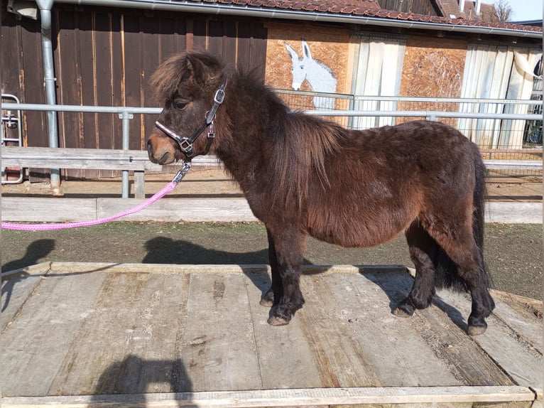 Ponis Shetland Caballo castrado 2 años 83 cm Castaño oscuro in Abtsgmünd