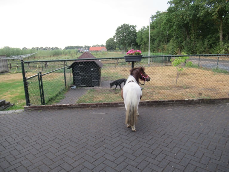 Ponis Shetland Caballo castrado 2 años 92 cm Pío in Neerkant