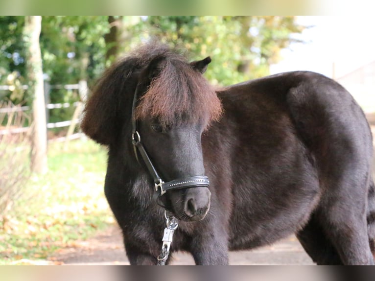 Ponis Shetland Caballo castrado 2 años 95 cm Negro in Recke, bei Osnabrück