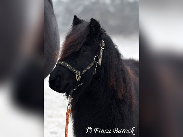 Ponis Shetland Caballo castrado 2 años 98 cm Negro in Wiebelsheim