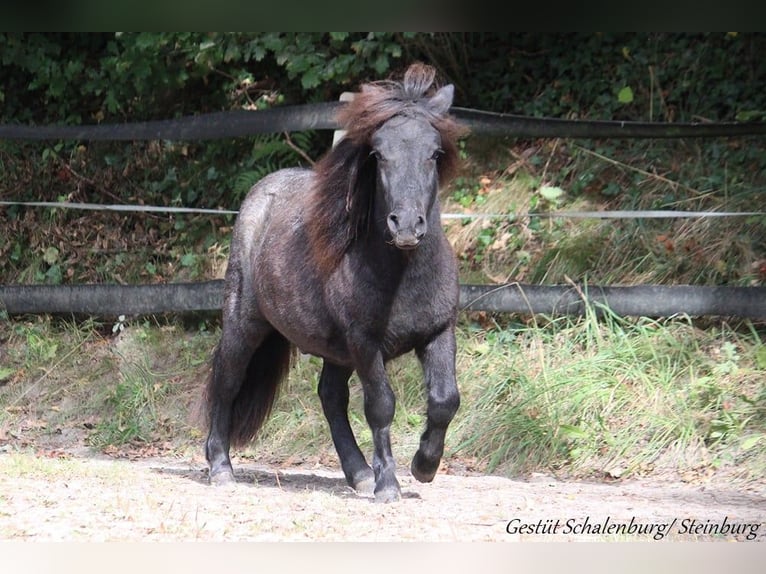 Ponis Shetland Caballo castrado 2 años 98 cm Tordo in Bokhorst