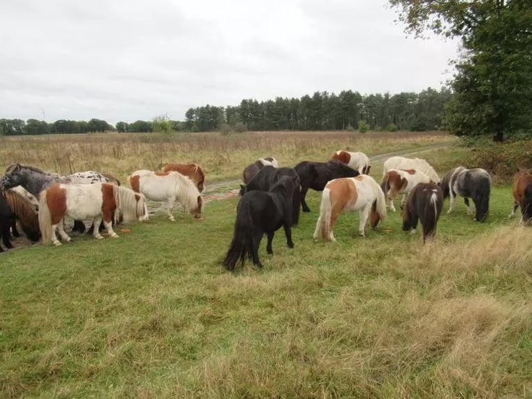 Ponis Shetland Caballo castrado 2 años  in Neerkant