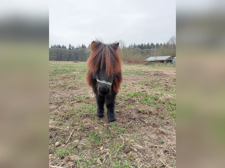 Ponis Shetland Caballo castrado 2 años Negro in Boxtel