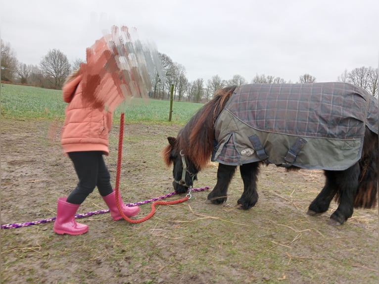 Ponis Shetland Caballo castrado 2 años Negro in Boxtel