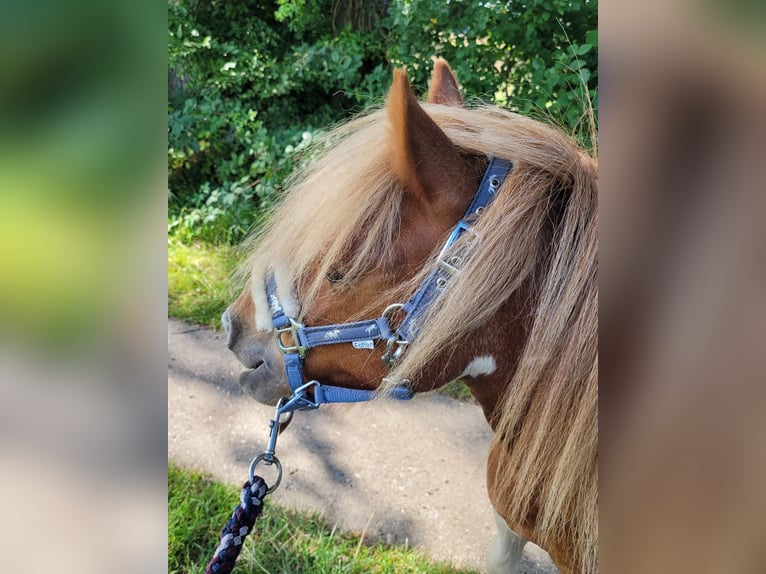 Ponis Shetland Caballo castrado 2 años Pío in Itzehoe