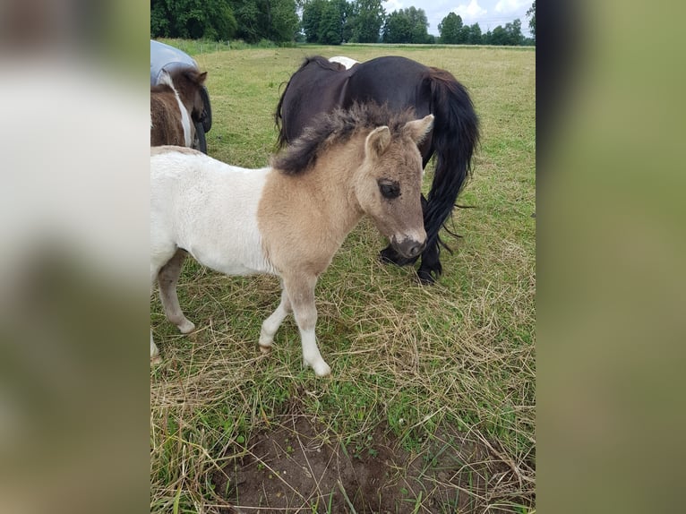 Ponis Shetland Caballo castrado 2 años Pío in Schwanebeck