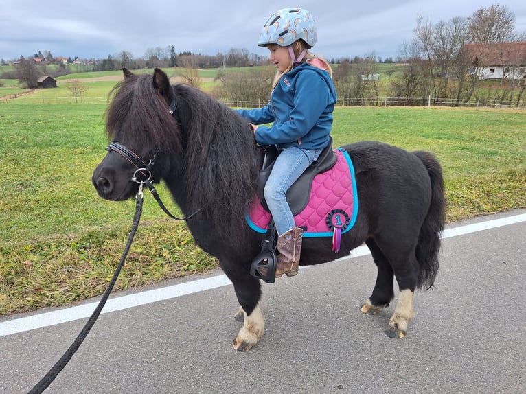 Ponis Shetland Caballo castrado 3 años 100 cm Negro in Argenbühl