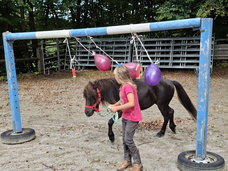 Ponis Shetland Caballo castrado 3 años 102 cm Castaño in Argenbühl