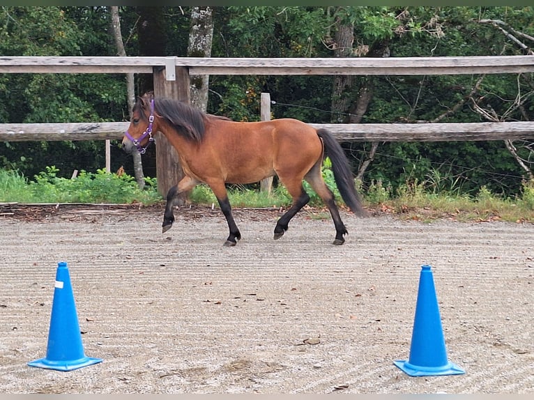 Ponis Shetland Caballo castrado 3 años 102 cm Castaño in Argenbühl