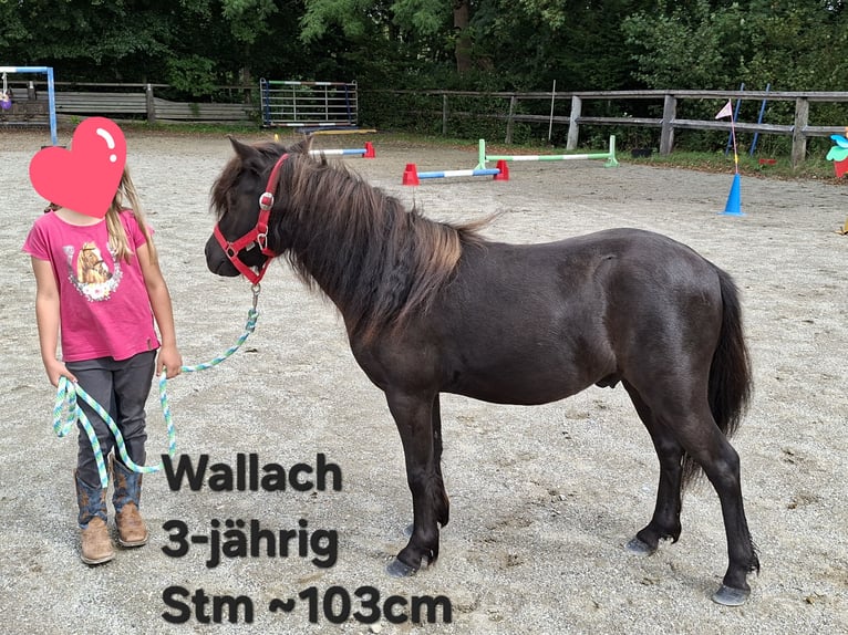Ponis Shetland Caballo castrado 3 años 102 cm Castaño in Argenbühl