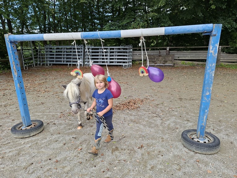 Ponis Shetland Caballo castrado 3 años 102 cm Castaño in Argenbühl
