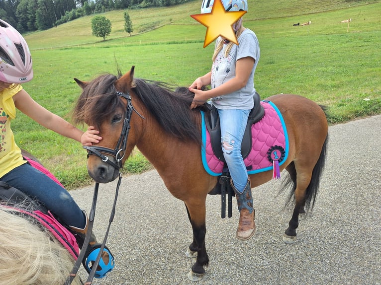 Ponis Shetland Caballo castrado 3 años 102 cm Castaño in Argenbühl