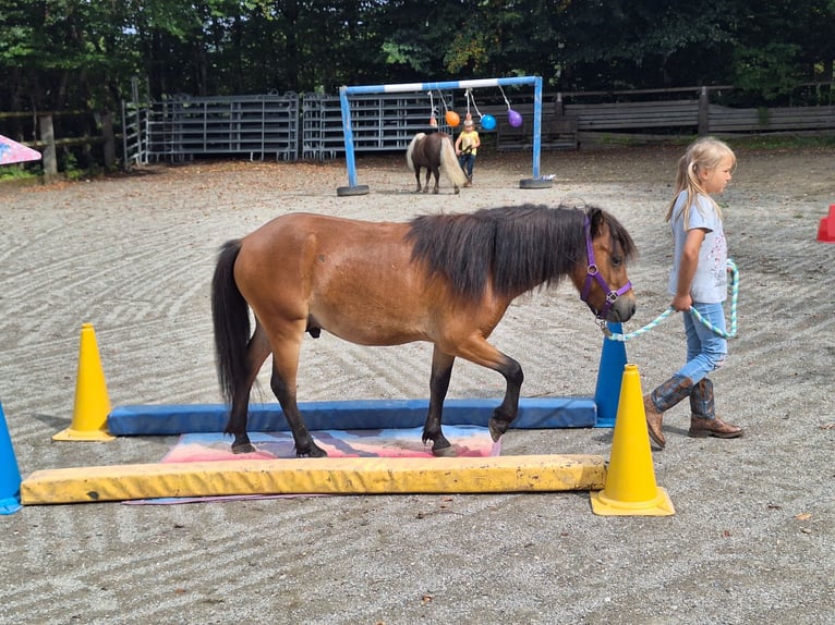 Ponis Shetland Caballo castrado 3 años 102 cm Castaño in Argenbühl
