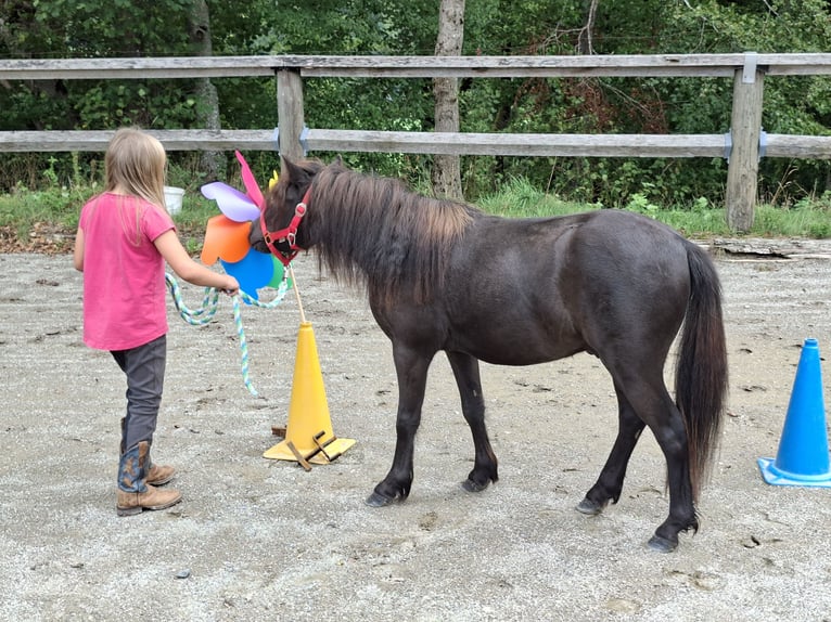 Ponis Shetland Caballo castrado 3 años 102 cm Castaño in Argenbühl
