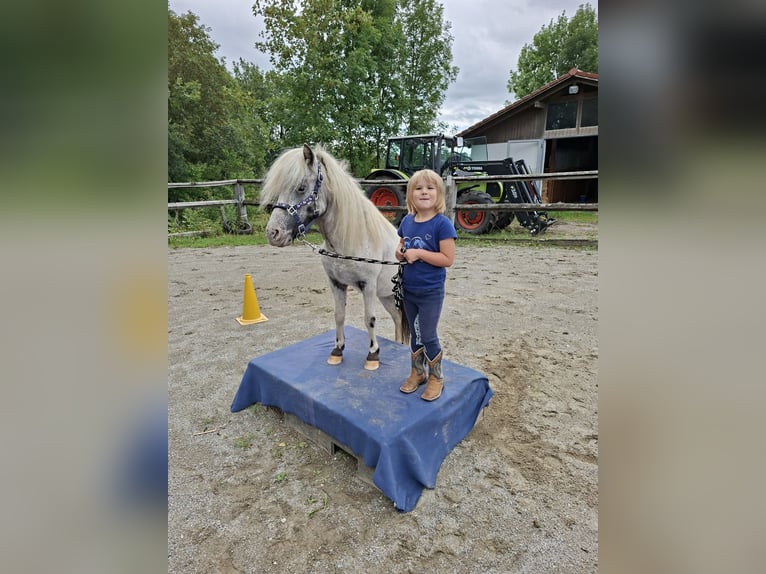 Ponis Shetland Caballo castrado 3 años 102 cm Castaño in Argenbühl