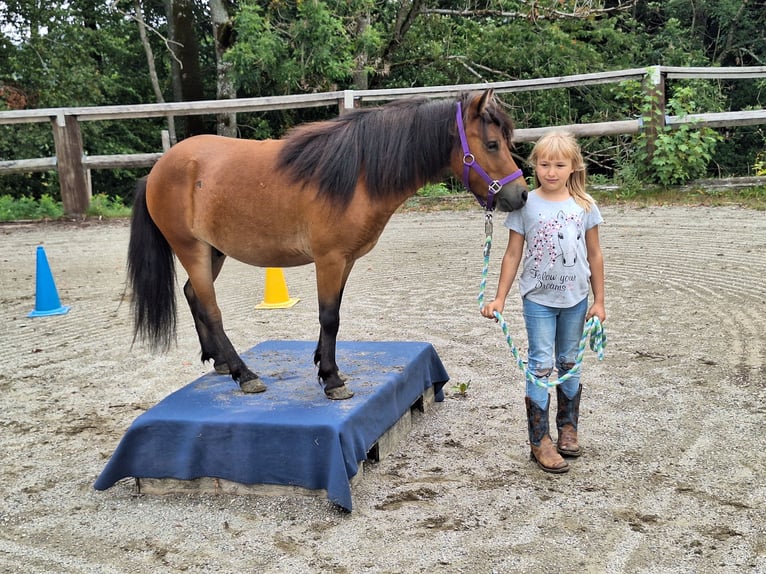 Ponis Shetland Caballo castrado 3 años 102 cm Castaño in Argenbühl