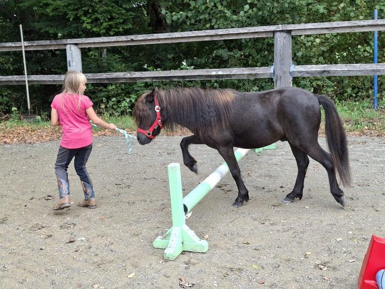 Ponis Shetland Caballo castrado 3 años 102 cm Castaño in Argenbühl